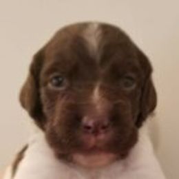 Brittany Puppies from Battery Creek Kennel