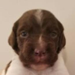 Brittany Puppies from Battery Creek Kennel