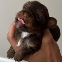 Dark Chocolate-Tan Yorkie Boy - Chocolate and tan male Yorkshire Terrier puppy in Augusta, Georgia from Melissa's Paw Impressions