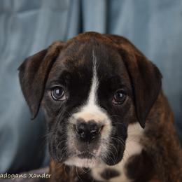 Boxer Puppies from Cadogans Boxers