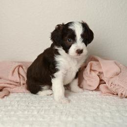 Apple Pie - Brown and white female Aussiedoodle puppy in Lincoln, California from Frenchie LOVE and Doodles