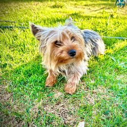 Aladdin - Yorkshire Terrier
