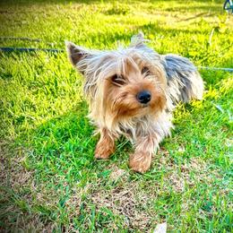 Aladdin - Yorkshire Terrier