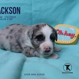 Jackson - BMM - Blue merle male Miniature Australian Shepherd puppy in Nacogdoches, Texas from TK Standard, Mini, & Toy Aussies