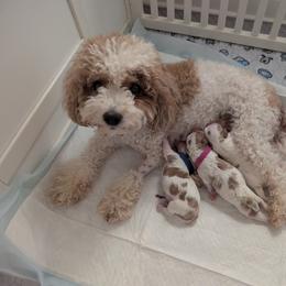 Cavapoo Puppies from Crystal Coast Cavapoodles