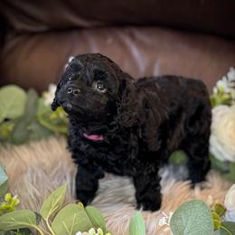 Black Female - female Cavapoochon puppy in Waldron, Arkansas from Kay’s Cutie Poos
