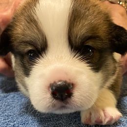 Pembroke Welsh Corgi Puppies from Silver Mae Kennel