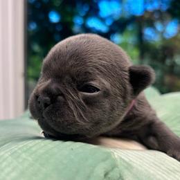 Cinderella - Blue female French Bulldog puppy in Salisbury, Maryland from 77 Frenchies Maryland