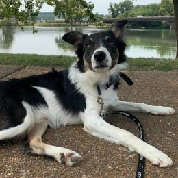 Border Collies from -W- Border Collies