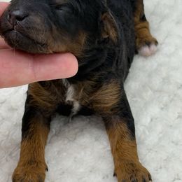 Jet - Phantom male Poodle puppy in Wheatland, California from Sapphire Ridge Poodles