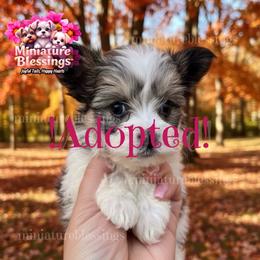 ADOPTED - Black tan and white female Biewer Terrier puppy in Asheville, North Carolina from Miniature Blessings
