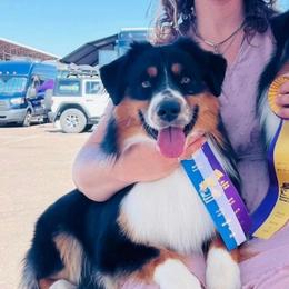 Laddie - Miniature American Shepherd