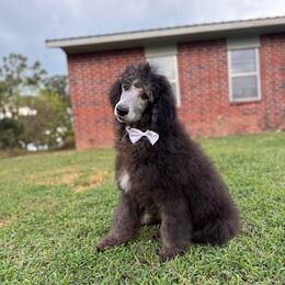 Persimmon (Green Collar) - Black male Sheepadoodle puppy in Tahlequah, Oklahoma from Mulberry Ridge Doodles