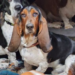 Frank - Basset Hound