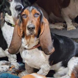 Frank - Basset Hound