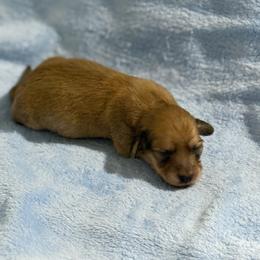 Sol - Red female Dachshund puppy in Celina, Texas from Oak Bridge Farm