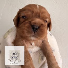 Cavalier King Charles Spaniel and Cavapoo Puppies from Unicorn Tears and Cavaliers