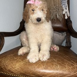 Puppy1 - Cream female Goldendoodle puppy in Lumberton, Texas from Southeast Texas Goldendoodles