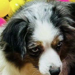 Miniature Australian Shepherd Puppies from Diamond R Aussies