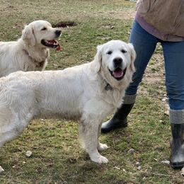 Golden Retriever All Grown Up from Valley View Goldens