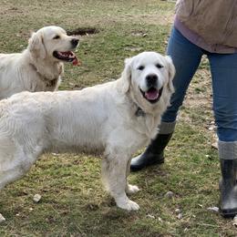 Golden Retriever All Grown Up from Valley View Goldens