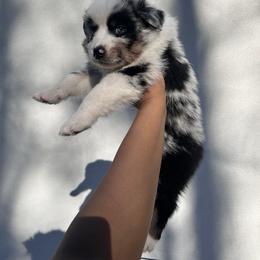 Australian Shepherd Puppies from In the Piney Woods ETX