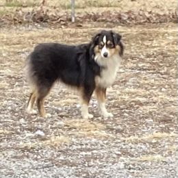 Nola - Miniature American Shepherd