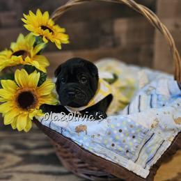 Chinese Shar-Pei Puppies from Zoey's Waggly Tails