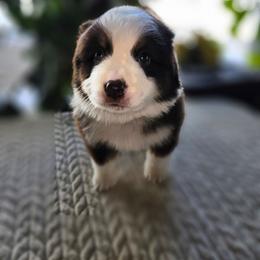Denali (Yellow) - Red tri-color male Miniature American Shepherd puppy in Griswold, Connecticut from Flatrock's Mini American Shepherd's