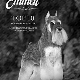 Emmett - Miniature Schnauzer