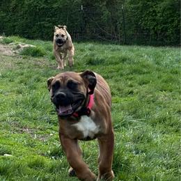 Mystique - Boerboel