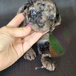 Aussiedoodle, Cockapoo, and Goldendoodle Puppies from Hilltop Doodles KY LLC