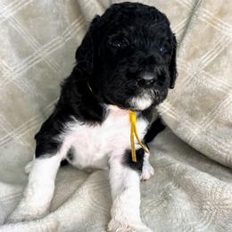 Hallow - Yellow Collar - Black male Poodle puppy in Monroe, North Carolina from The Klepper Homestead