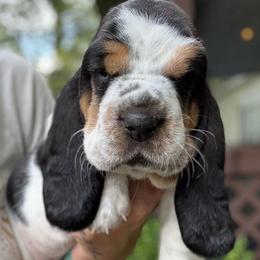 Margo - Black tan and white female Basset Hound puppy in Poplarville, Mississippi from Kara's Basset Hounds
