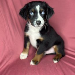 Cam - Black tri male Toy Australian Shepherd puppy in Milton Freewater, Oregon from Sparkling Cross Toy & Mini Aussies