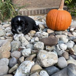 Black Tri Female - Black tri female Miniature Australian Shepherd puppy in Washington, Indiana from Southern Indiana Mini Aussies