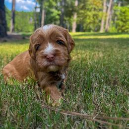 Dolly - Caramel red female Australian Labradoodle puppy in Matthews, North Carolina from Weddington Labradoodles