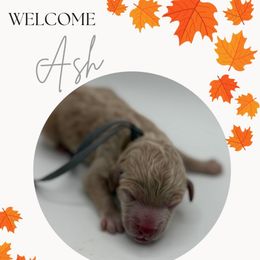 Ash - Cream male Poodle puppy in Southampton, New Jersey from Lavishly Loved Pets LLC
