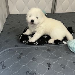 Samoyed Puppies from The Floof Brigade