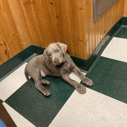 Dilute Retriever Puppies from Virdin’s Silver Labs
