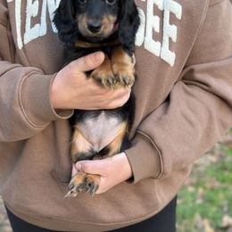 Girl 2 - Black and tan female Dachshund puppy in Mascot, Tennessee from Magnolia Pearl Dachshunds