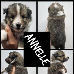 Annelle - Sable and white female Shetland Sheepdog puppy in Mc Minnville, Tennessee from Henotic Homestead's Shetland Sheepdogs