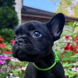 Chuck - Black male French Bulldog puppy in Durham, North Carolina from Seven Star Kennel