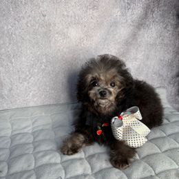 Lyalya - Silver female Poodle puppy in California from Yorkie & Maltese Royalty