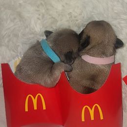 French Bulldog Puppies from JSM Industries LLC DBA French Kisses of Texas