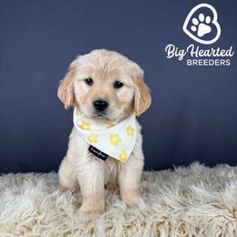Latte - White female Companion Cross puppy in Utah County, Utah from Big Hearted Breeders