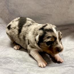 Molly - Blue merle female Australian Shepherd puppy in Mount Vernon, Texas from RJ's Aussie Posse