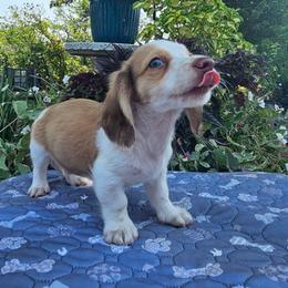 Fenix - Chocolate and cream male Dachshund puppy in Cherry Tree, Oklahoma from Peavine Creek Dachshunds