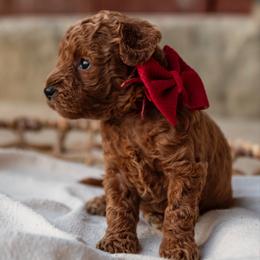 Camellia - Red  female Goldendoodle puppy in Riverton, Mississippi from Utah Doodlebug