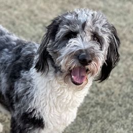 Aussiedoodles from Kiwi Aussiedoodles